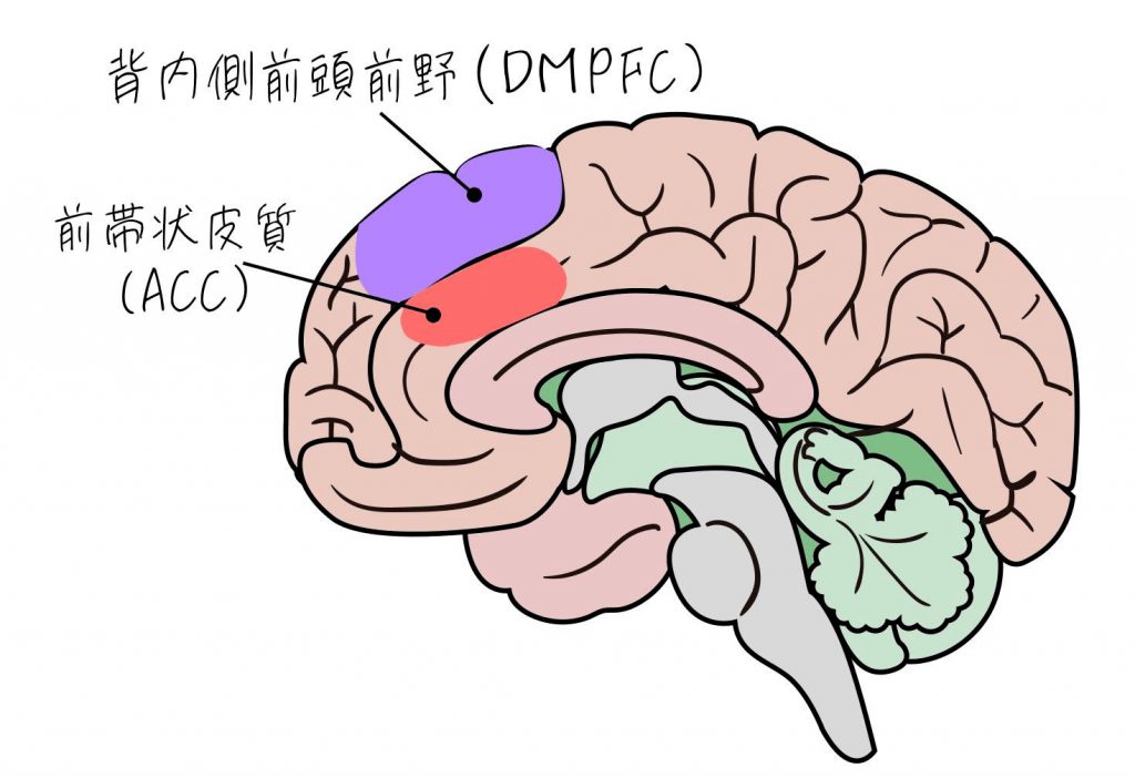 強迫性障害のTMS治療でのターゲットは、ACCとDMPFCになります。
