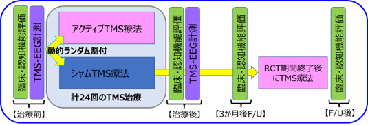 コロナ後遺症TMS治療RCTの研究スケジュールになります。